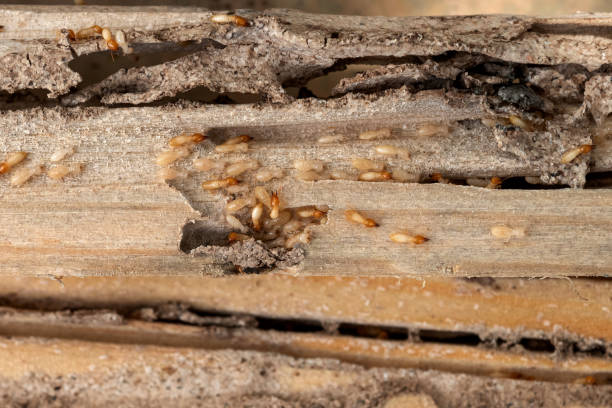 Best Pest Removal Services  in Milmay, NJ