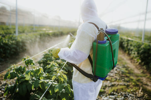Best Termite Control Services  in Milmay, NJ